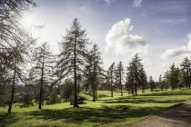 Fir trees on grass, Jenesien, South Tyrol, Itália — Fotografia de Stock