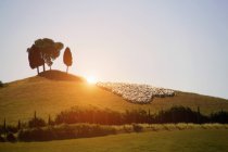 Herd of sheep on lush green landscape, Val d 'Orcia, Siena, Tuscany, Italy — стоковое фото