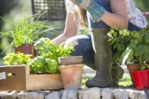 Vista recortada de la mujer preparando plantas de hierbas en el jardín - foto de stock