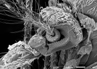 Scansione micrografo elettronico della testa di zanzara — Foto stock