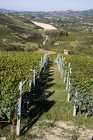 Vista panorámica de viñedos, Barolo, Langhe, Piamonte, Italia - foto de stock