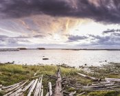 Tree trunks on Wreck Beach at dusk, Vancouver, Canada — Stock Photo