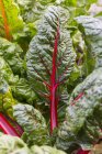 Close up of ripe green chard leaves — Stock Photo