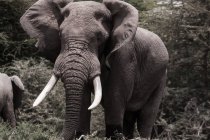 Elefante africano en las llanuras de Masai Mara, al sur de Kenia - foto de stock