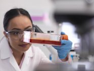 Женщина-ученый изучает клеточные культуры, растущие в банке культуры в лаборатории — стоковое фото