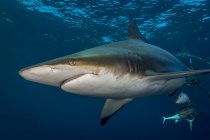 Oceanic blacktip shark swimming with small fish — Stock Photo