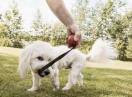 Котон-де-тулеарская собака тянет собачью игрушку у женщины в саду, Оривеси, Финляндия — стоковое фото