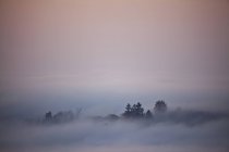 Árvores silhuetas que emergem de nuvens baixas — Fotografia de Stock