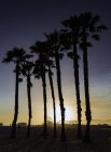 Silhouette di palme, Santa Monica, California, USA — Foto stock