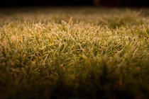 Мороз на траві, крупним планом знімок — стокове фото