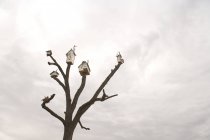 Casas de pájaros en el árbol contra el cielo nublado - foto de stock
