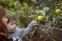 Mother and daughter looking at lemons on tree — Stock Photo