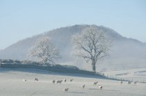 Schafherde auf frostigem Feld, die Seenplatte, uk — Stockfoto