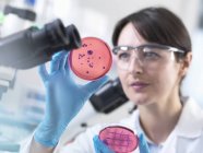 Cientista examinando placa de Petri contendo cultura bacteriana cultivada em laboratório — Fotografia de Stock