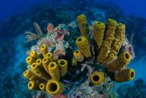 Esponjas masivas en arrecifes vírgenes, Chinchorro Banks, Quintana Roo, México - foto de stock