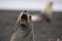 Heulende antarktische Pelzrobbe, Nahaufnahme — Stockfoto