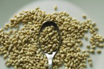 Close up of barley grains with spoon on plate — Stock Photo