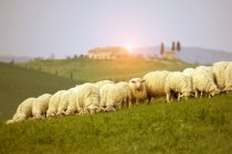 Стадо овец на поле, Валь д 'Орсия, Сиена, Тоскана, Италия — стоковое фото