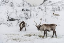 Bella renna selvatica sulla neve, Tromso, Norvegia — Foto stock