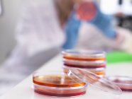 Cientista examinando culturas microbiológicas em placa de Petri — Fotografia de Stock