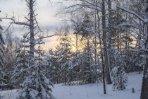 Verschneite Waldlandschaft, ural, Russland — Stockfoto