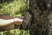 Молода жінка мандрівного зав'язування Трекінгові черевики приділяє постійну проти стовбур дерева лісу, червоний Lodge, штат Монтана, США — стокове фото