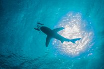Whitetip squalo nuoto con piccoli pesci, vista a basso angolo — Foto stock