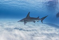 Great Hammerhead Shark swimming under water — Stock Photo