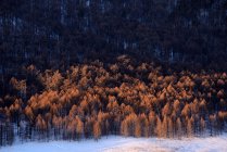 Elevated of snow and forest, Baikal Lake, Olkhon Island, Siberia, Russia — Stock Photo