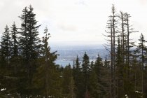 Vista de árvores em floresta, Vancouver, Canadá — Fotografia de Stock