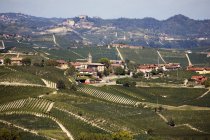 Виноградники, Фабиоло, Ланге, Федмонт, Италия — стоковое фото