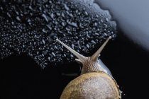 Overhead view of snail on black wet surface — Stock Photo