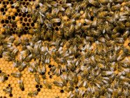 Honigbienen auf Waben, Nahaufnahme — Stockfoto