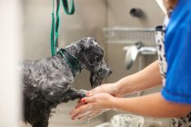 Donna che lava cane in salone di animali domestici — Foto stock