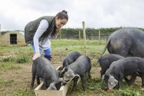 Женщина на ферме кормит свиней и поросят — стоковое фото