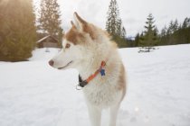 Хаскі собака з коміром в засніженому пейзажі — стокове фото