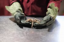 Mid section of college student wearing protective gloves handling chilean rose tarantula in lab — Stock Photo