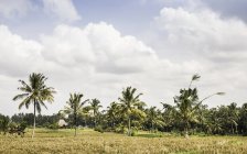 Paysage avec palmiers, Gili Meno, Lombok, Indonésie — Photo de stock