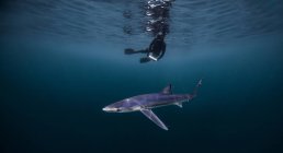 Подводный вид ныряльщика, плавающего над акулой, Сан-Диего, Калифорния, США — стоковое фото