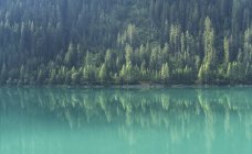 Pine trees reflecting in mountain lake green water — Stock Photo