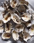 Раковины устриц на морской соли — стоковое фото