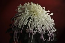 White chrysanthemum flower on dark background — Stock Photo