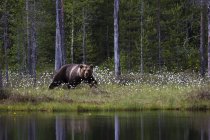 Коричневий ведмідь на квітучому березі озера — стокове фото