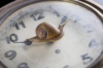 Snail moving over surface of old clock — Stock Photo