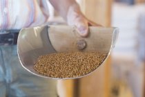 Miller hand holding wholewheat grain scoop in wheat mill — Stock Photo