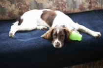 Springer spaniel perro acostado en sofá en casa - foto de stock