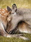 Крупным планом спящего оленя на траве — стоковое фото