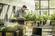 Scienziato che esamina le piante in serra impianto di ricerca sulla crescita delle piante — Foto stock