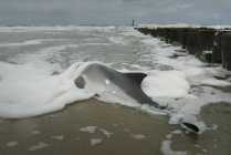 Focena morta sdraiata sulla spiaggia, Domburg, Zelanda, Paesi Bassi — Foto stock