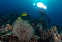 Scuba diver by Clownfish (amphiprion bicinctus), Marsa Alam, Egypt — Stock Photo